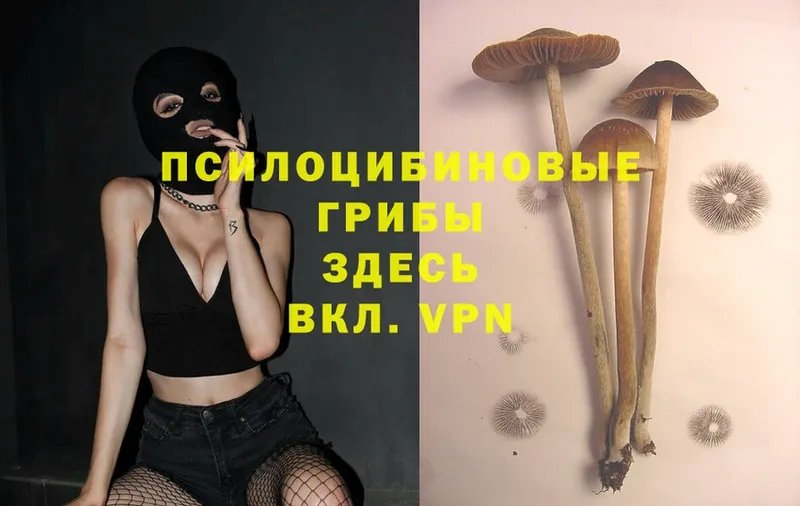 Галлюциногенные грибы Psilocybe  Адыгейск 